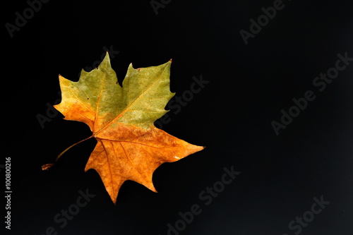 autumn leaf against black background