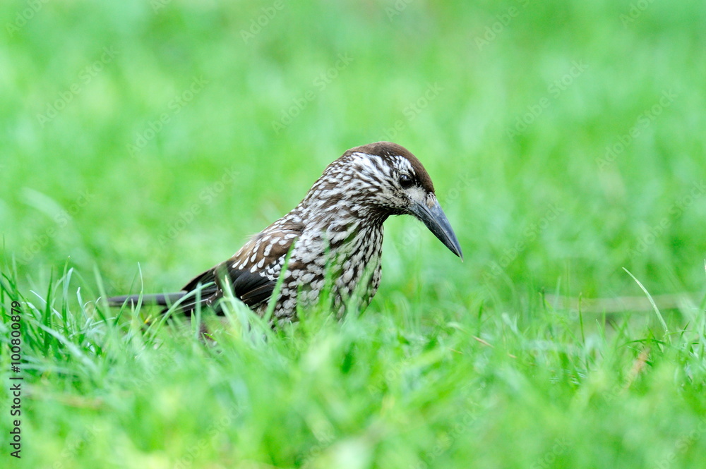 Fototapeta premium nutcracker (nucifraga caryocatactes) in the grass