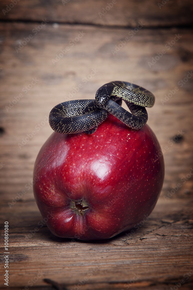 Fototapeta premium Kornnatter Schlange auf rotem Apfel auf altem Holz