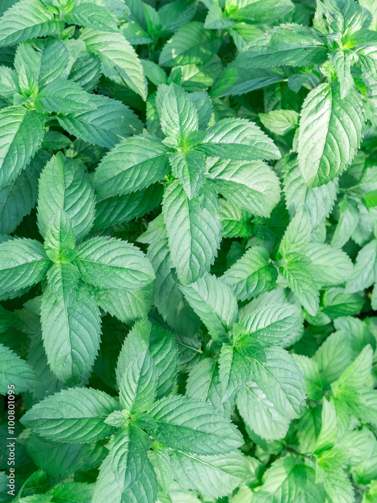 mint mint