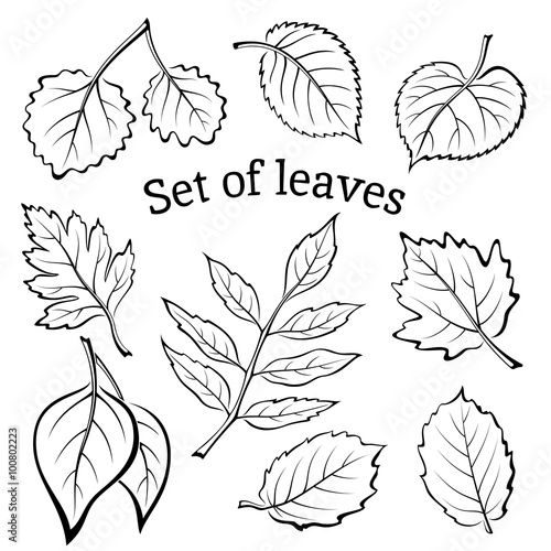 Set of Pictograms  Plant Leaves  Hawthorn  Poplar Silver  Aspen  Hazel  Linden  Ash-tree  Poplar  Elm Karagach. Black on White Background. Vector