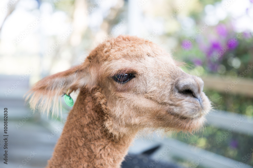 Obraz premium Alpaca(Mud horse)