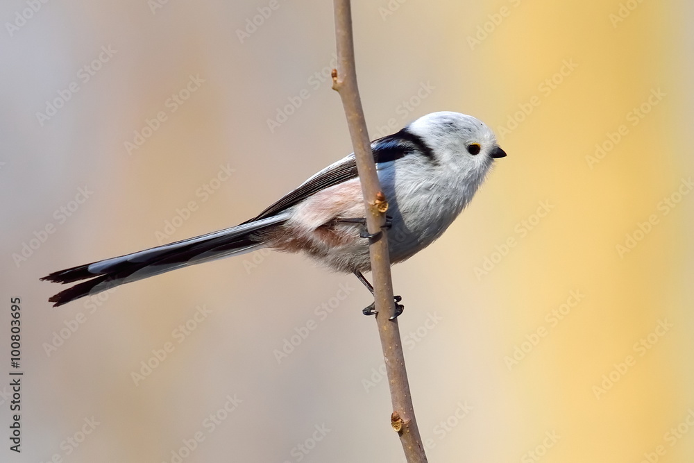 Fototapeta premium long tailed tit in natural habitat (aegithalos caudatus)
