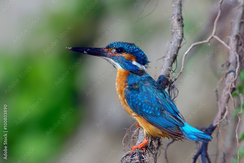 Obraz premium kingfisher (alcedo atthis)