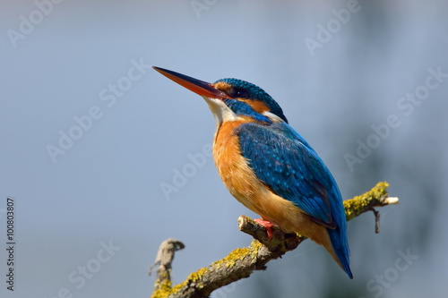 kingfisher (alcedo atthis)