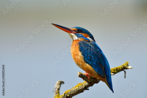 kingfisher (alcedo atthis) © bereta