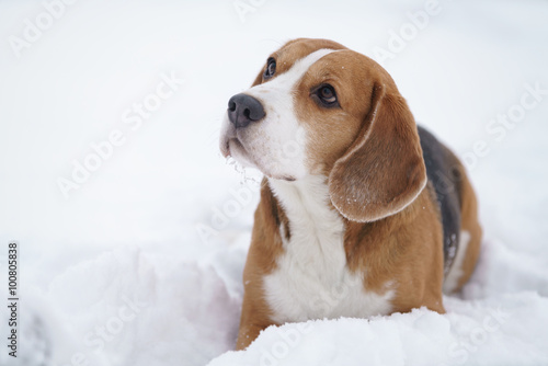beagle dog outdoor portrait walking in snow © GCapture