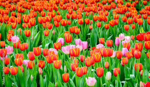Fototapeta Naklejka Na Ścianę i Meble -  Tulip. colorful tulips.  beautiful bouquet of tulips and water drop