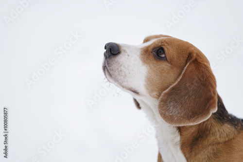 beagle dog outdoor portrait in winter
