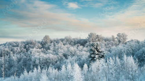 Snowy trees in forest at sunny day