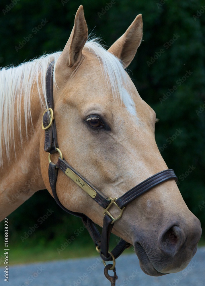 Obraz premium Palomino Horse