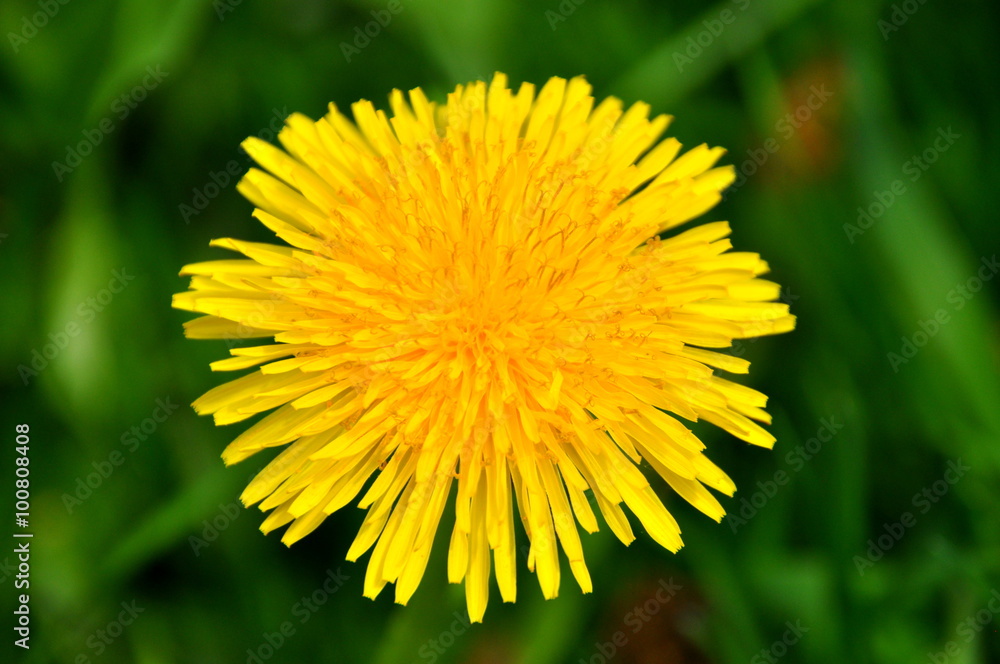 Dandelion close up on a background of green grass Dandelion close up on a background of green grass