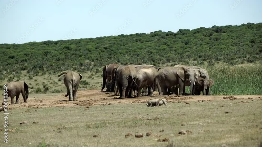 Big herd of elephants around the waterpool in Addo Elephant National Park South Africa Big herd of elephants around the waterpool in Addo Elephant National Park South Africa
