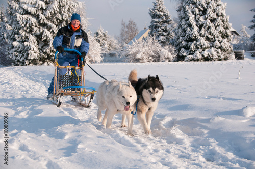 Siberian Huskys im Training