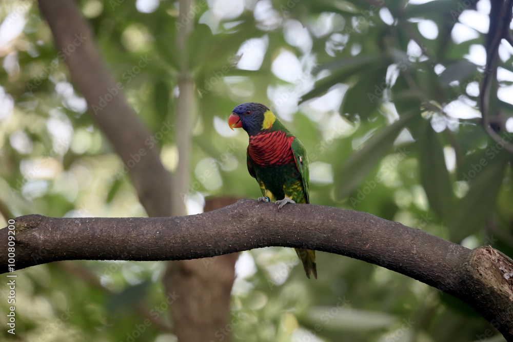 Rainbow lorikeet or lory, Trichoglossus haematodus Rainbow lorikeet or lory, Trichoglossus haematodus