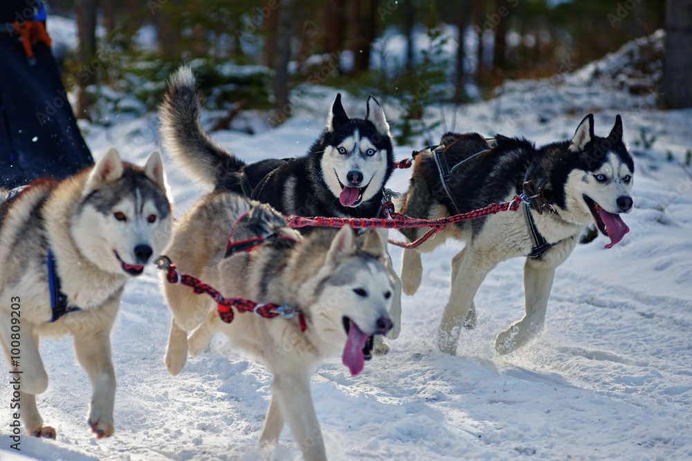 Alaskan Malamutes and Siberian Husky pulling sled