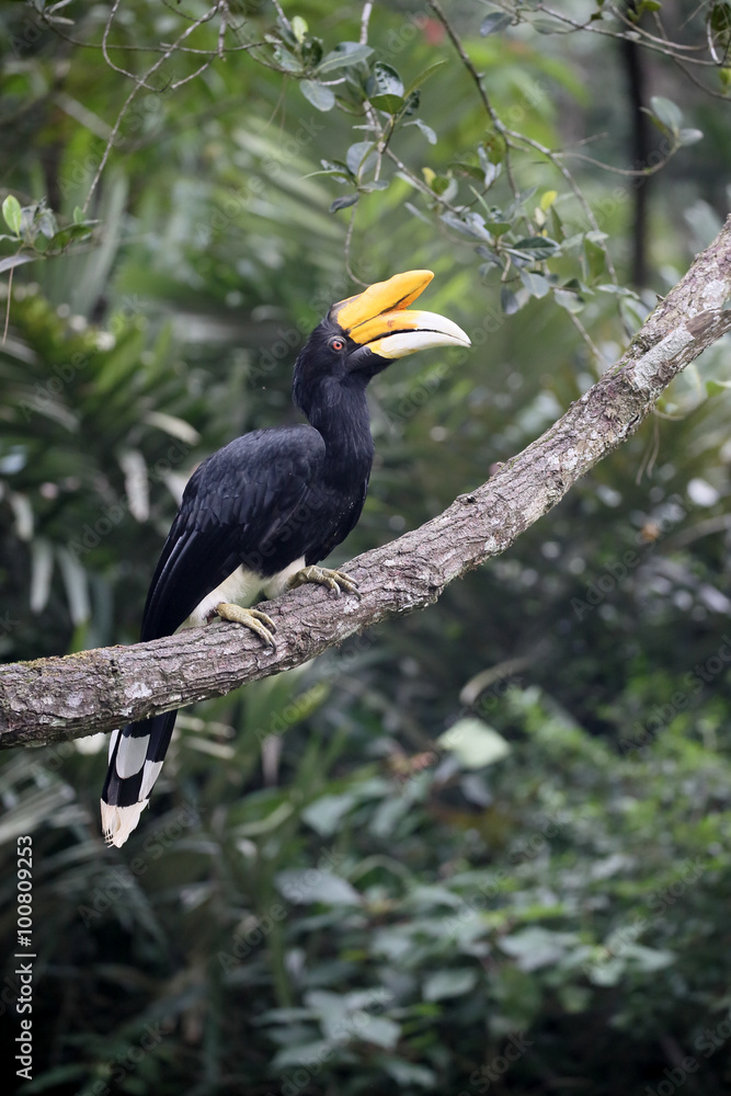 Obraz premium Rhinoceros hornbill, Buceros rhinoceros