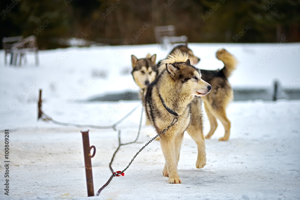 Naklejka premium Alaskan Malamute in the snow
