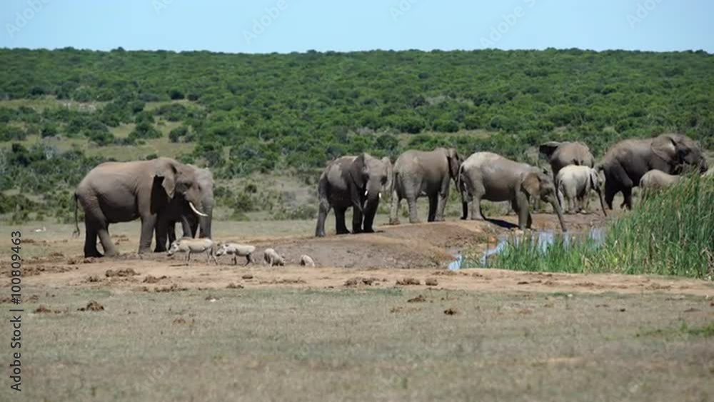 Big herd of elephants and a couple warthogs around the waterpool in Addo Elephant National Park South Africa Big herd of elephants and a couple warthogs around the waterpool in Addo Elephant National Park South Africa