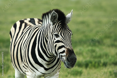 afrika namibia ethosha zebra