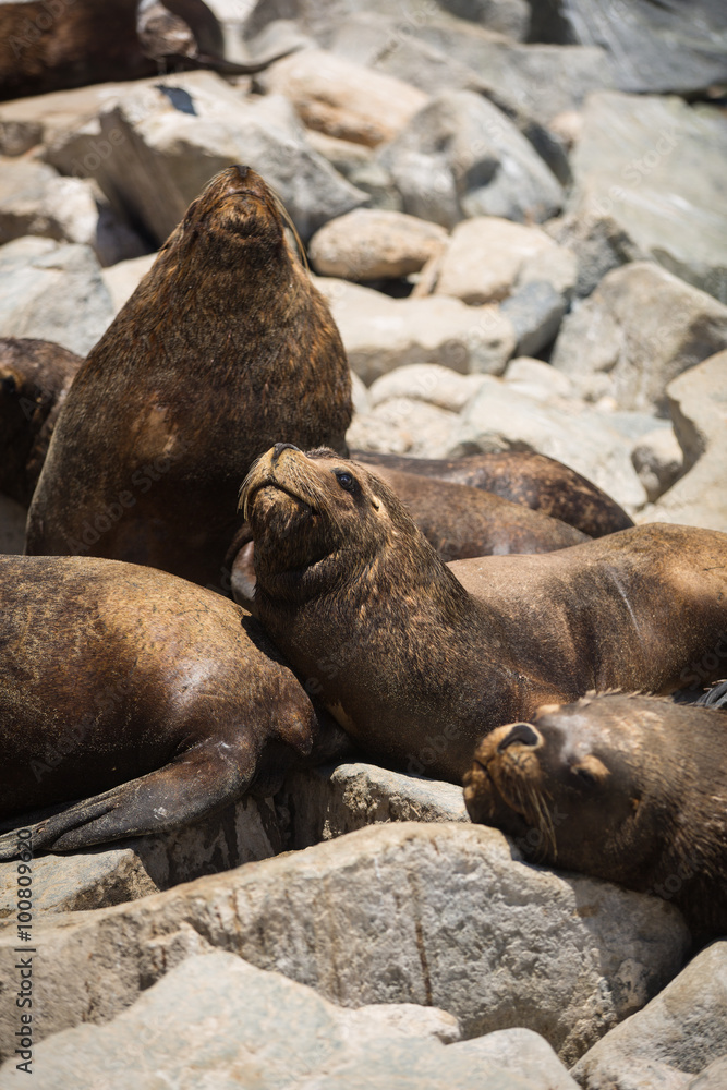 Fototapeta premium South American fur seals