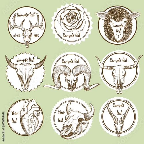 Sketch set of animal skulls