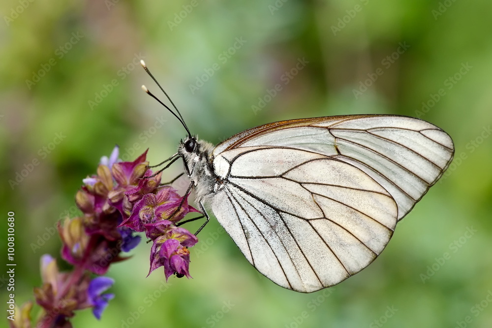 butterfly in natural habitat (aporia crataegi) butterfly in natural habitat (aporia crataegi)