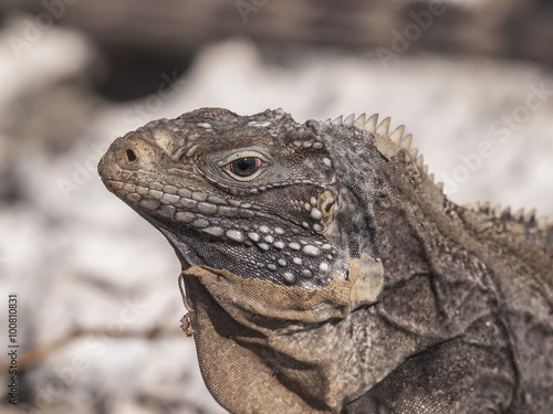 Cuban rock iguana (Cyclura nubile) © clamon