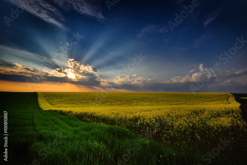 landscape with fields in summer at sunset  Dobrogea  Romania