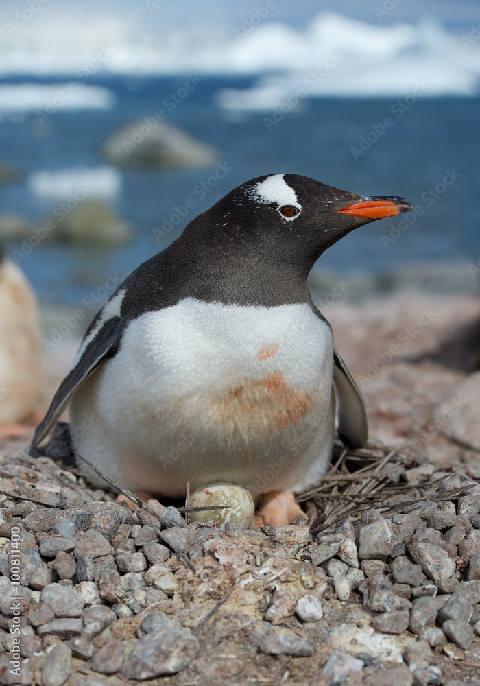 Fototapeta premium Adult Gentoo penguin lying on the egg, with icy blue background, Antarctica