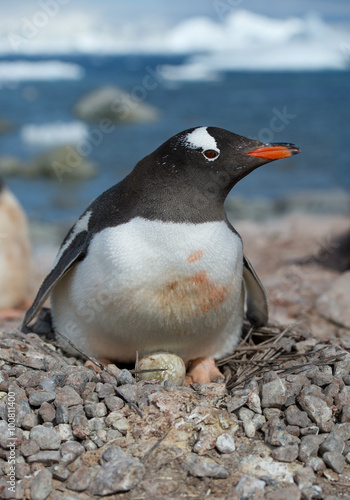 Adult Gentoo penguin lying on the egg, with icy blue background, Antarctica