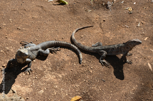 Iguane © Massimo Beccegato