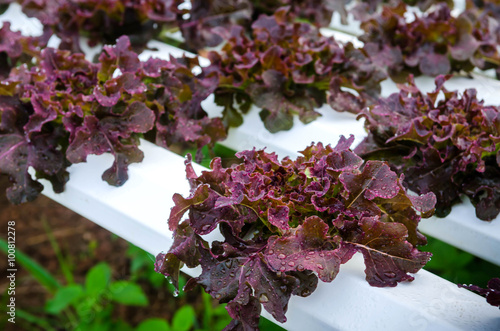 lettuce hydrophonic farm photo