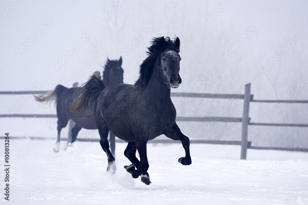 Beautiful horse running in winter