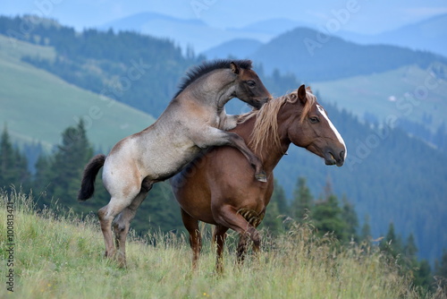 mare and cute playful foal in summer mountain pasture