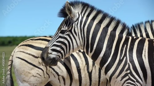 Close up from two zebras in Addo Elephant National Park South Africa
