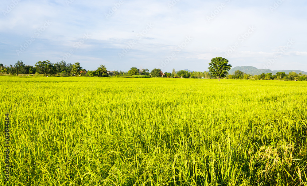 rice plantation in Thailand rice plantation in Thailand