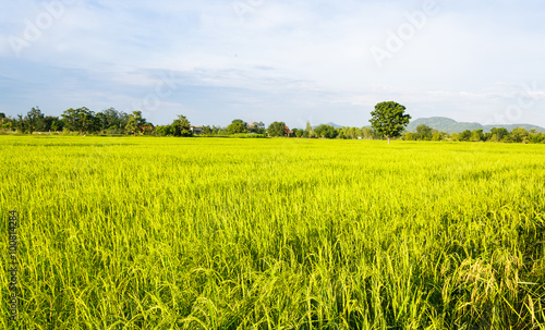 rice plantation in Thailand