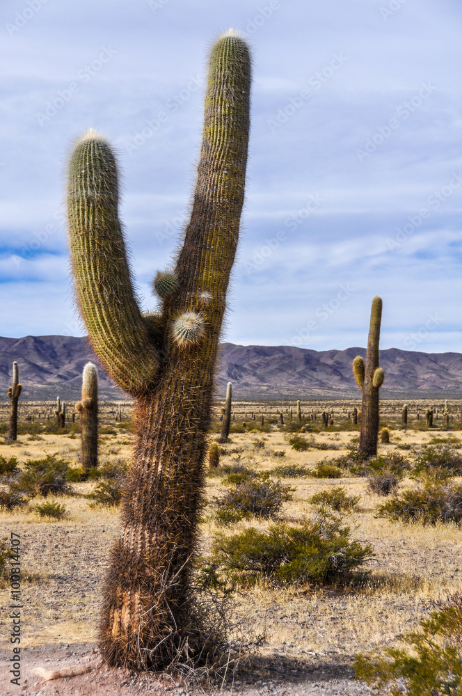 Cactus forest in los Cardones National Park, Argentina