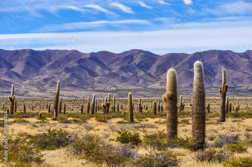 Cactus forest in los Cardones National Park, Argentina photo