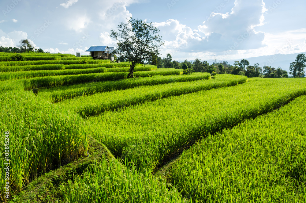rice field on terraced