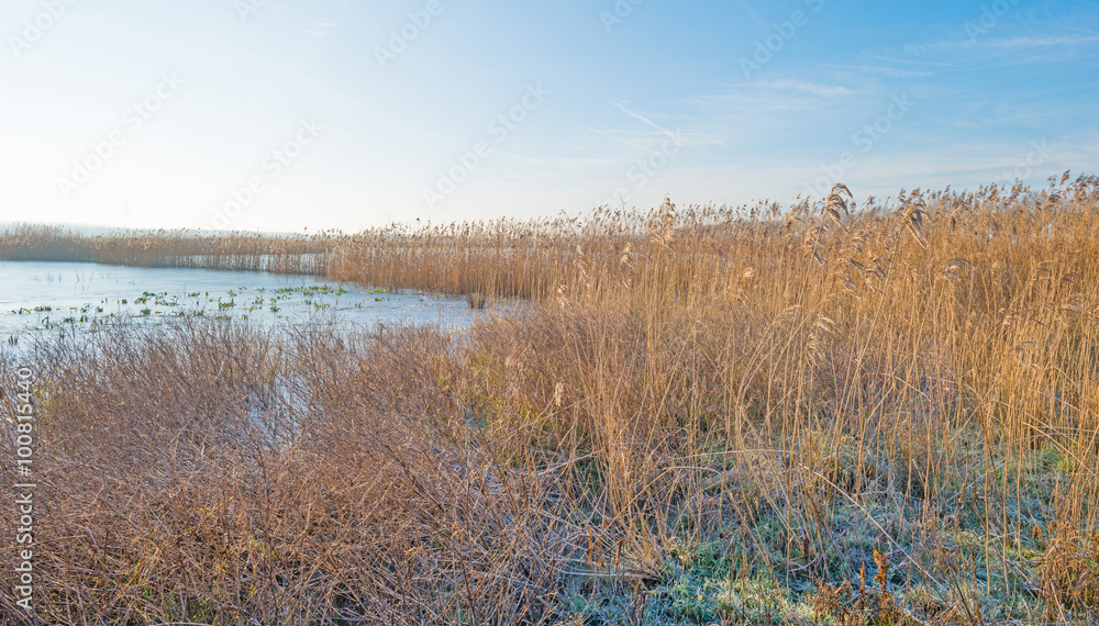 The shore of a frozen lake in sunlight 