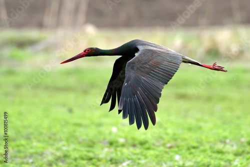 Black stork in natural habitat  - Ciconia nigra