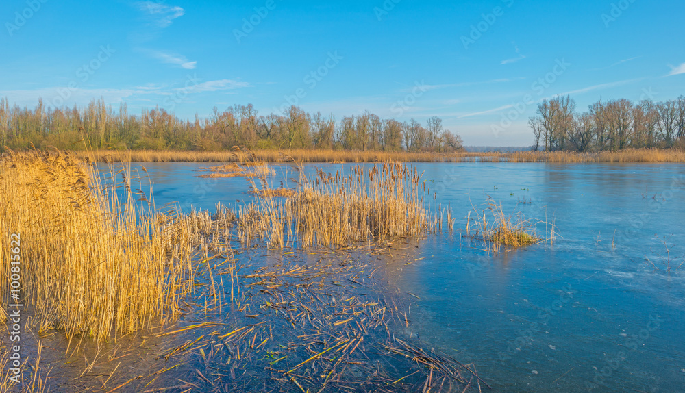 The shore of a frozen lake in sunlight The shore of a frozen lake in sunlight