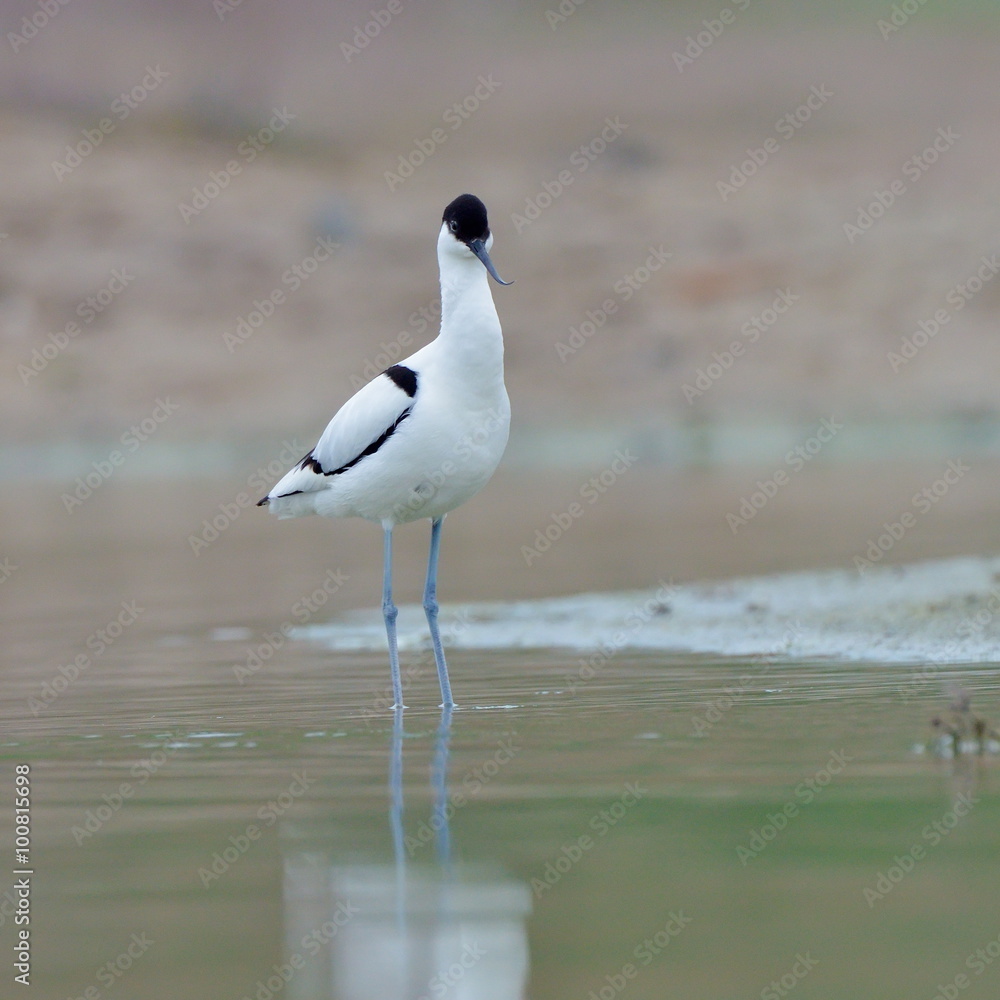 Pied avocet ( Recurvirostra avosetta ) Pied avocet ( Recurvirostra avosetta )