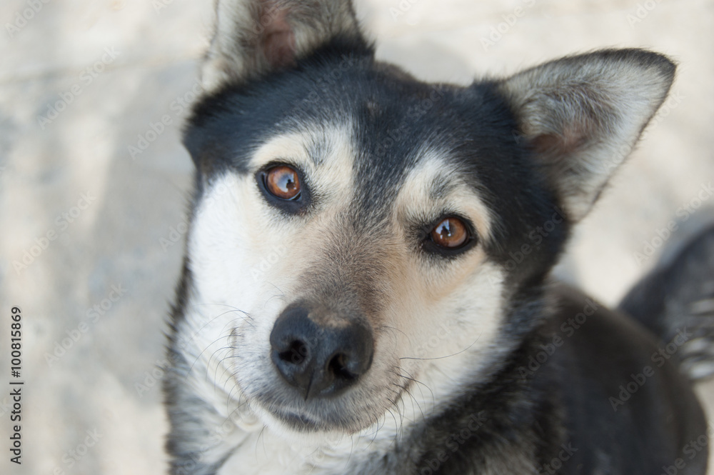 Obraz premium Dog Portrait