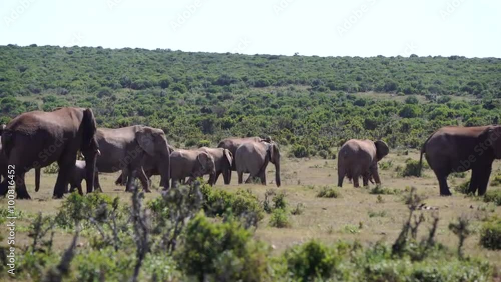 Big herd of elephants in Addo Elephant National Park South Africa Big herd of elephants in Addo Elephant National Park South Africa