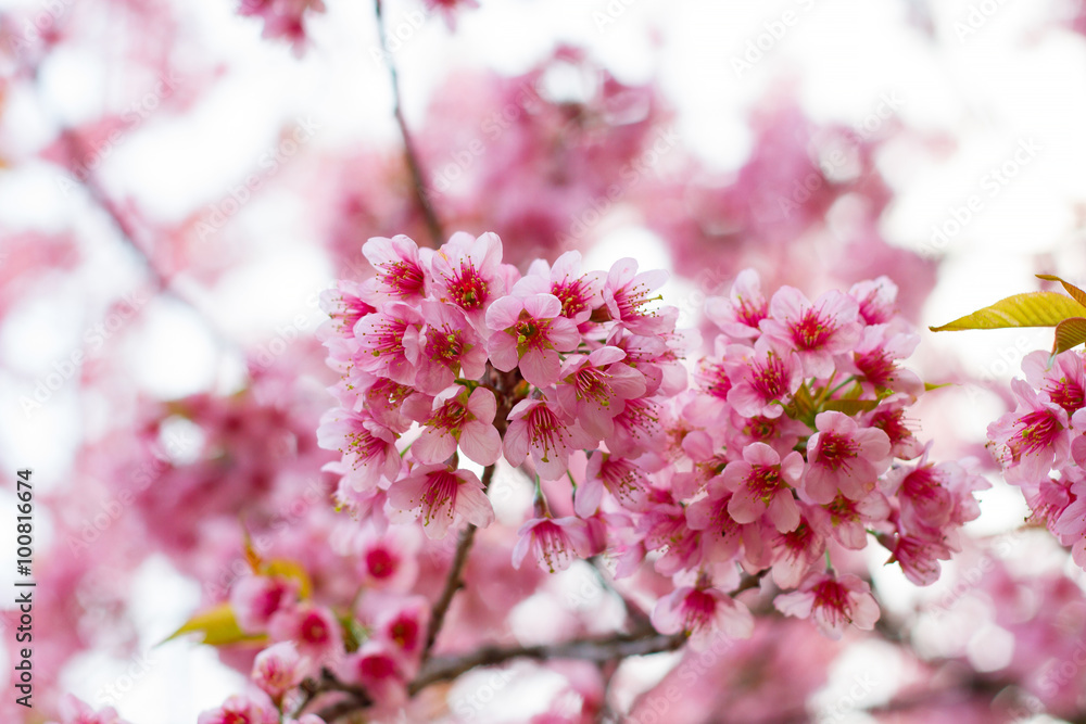 pink cherry flowers blossom on branch against blue sky background