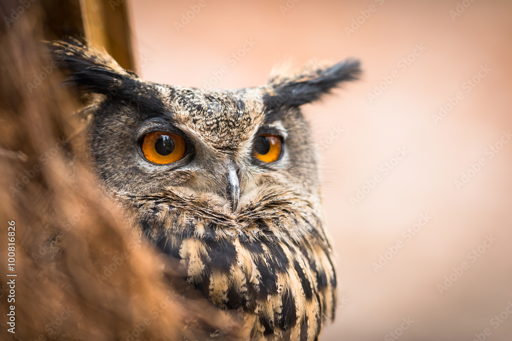 Fototapeta premium Closeup of a Eurasian Eagle-Owl (Bubo bubo)