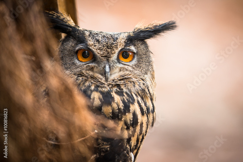 Closeup of a Eurasian Eagle-Owl (Bubo bubo) photo